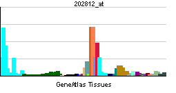 Acid alpha-glucosidase